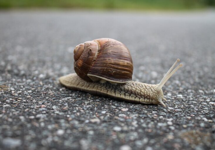 Slow progress snail